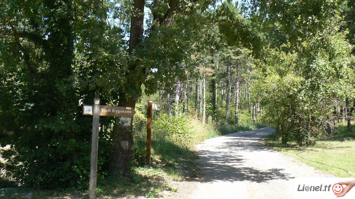 Forêt